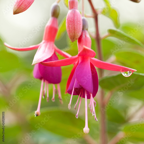 bright beautiful tender blooming fuchsia