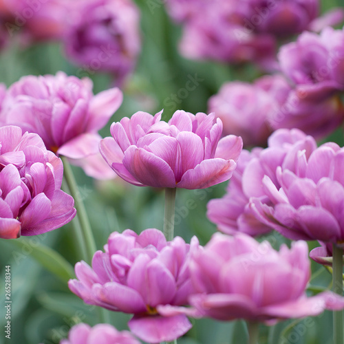 floral background of fluffy lilac tulips © guppys