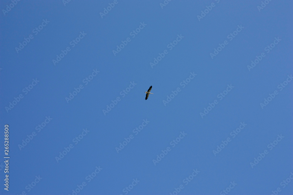 A stork flies against a deep blue sky. Stork in the sky. White stork upstairs. A stork flies against a deep blue sky. Stork in the sky. White stork upstairs.