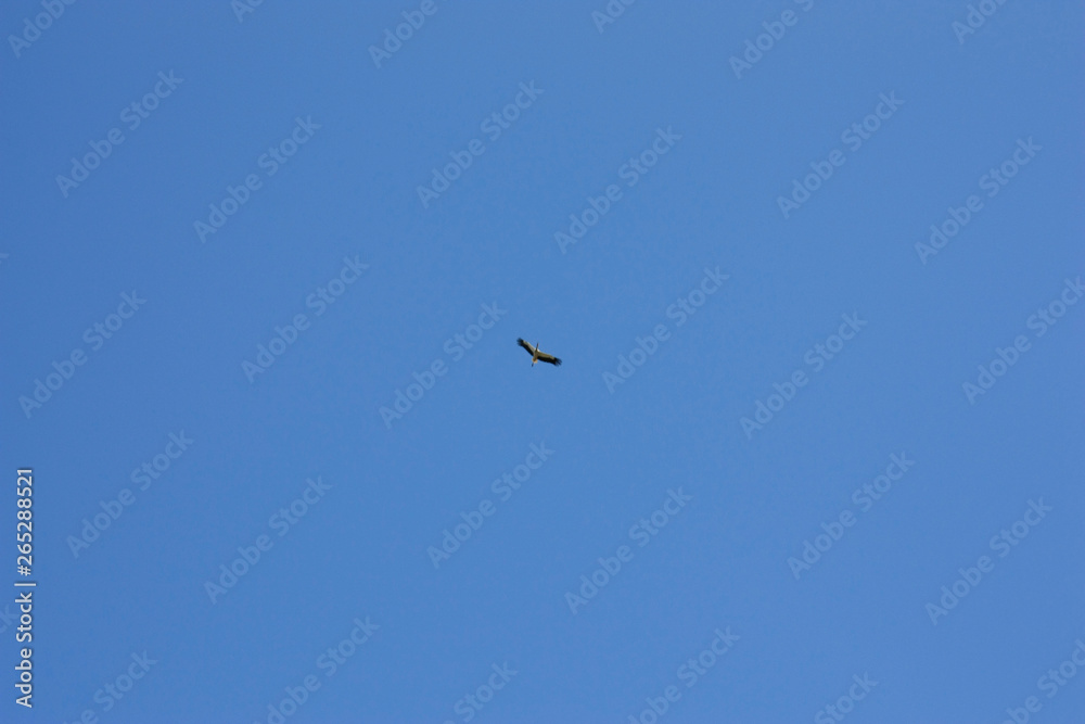 A stork flies against a deep blue sky. Stork in the sky. White stork upstairs. A stork flies against a deep blue sky. Stork in the sky. White stork upstairs.