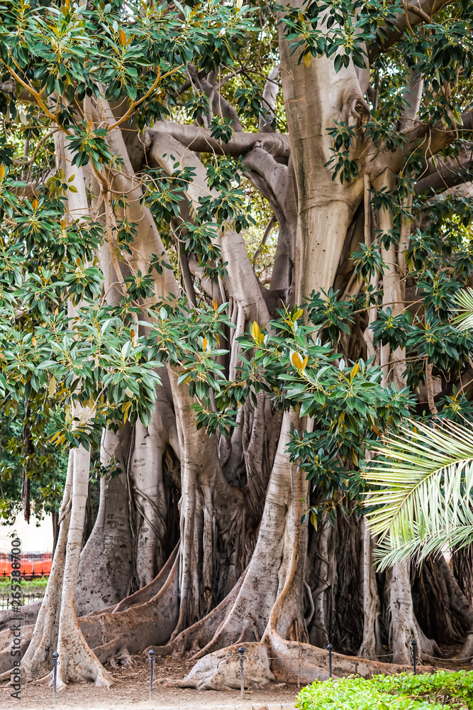 Ficus macrophylla - großblättrige Feige Urwald