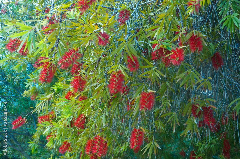 Green tree with red soft red flowers blossom