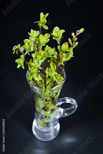 Fresh leaves bouquet. Spring green twigs detail. Beautiful new growth. Closeup of a small transparent glass vase. Bright young shrub branches. Decorative sprigs on a black background. Selective focus.