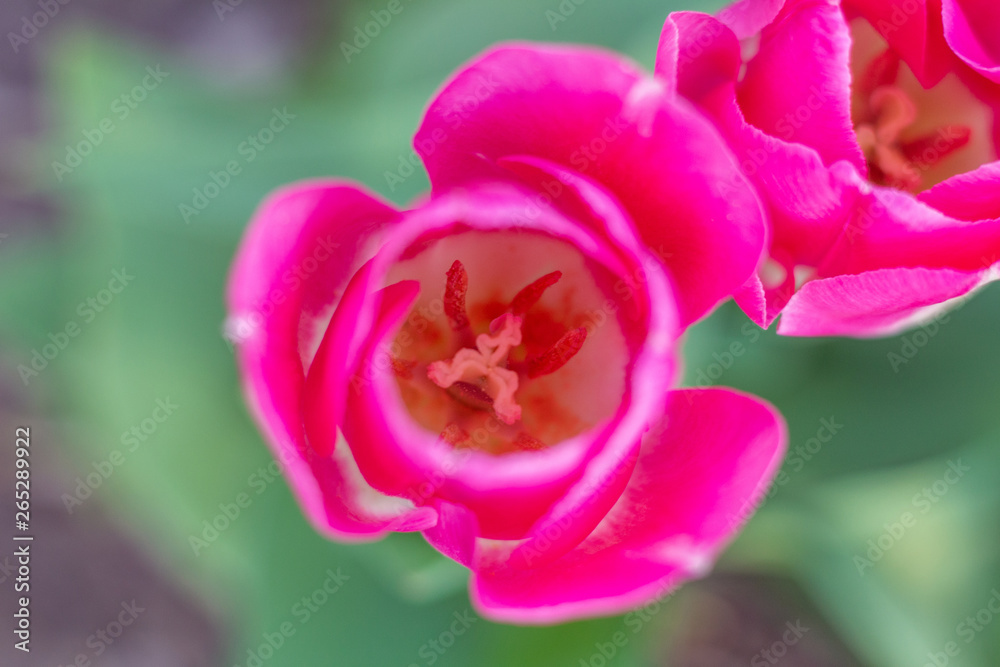 Picturesque red coral tulips fresh flowers at a blurry soft focus background close up bokeh