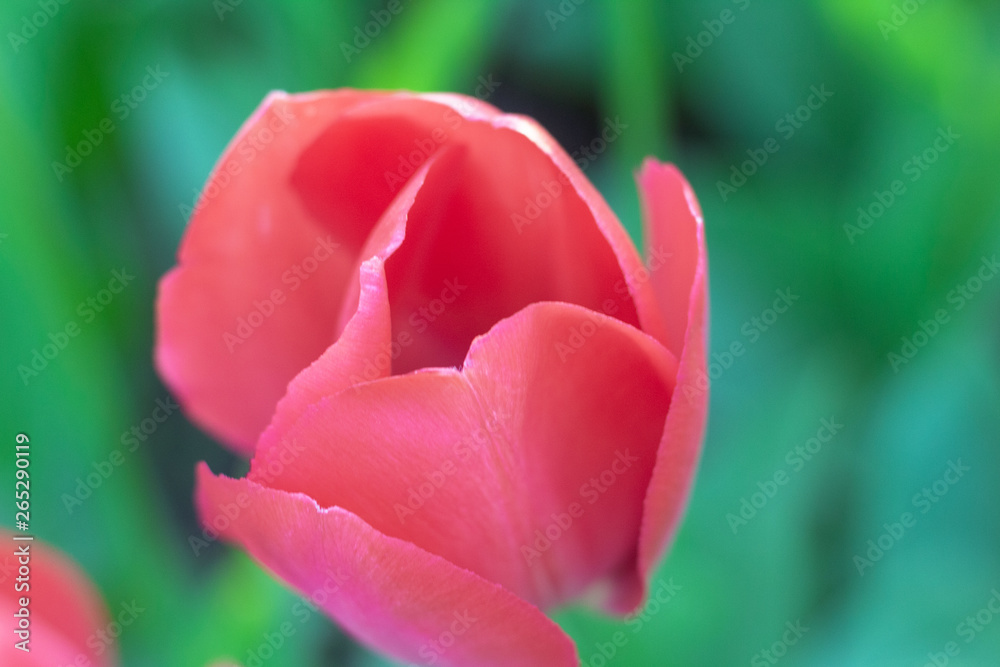 Picturesque red coral tulips fresh flowers at a blurry soft focus background close up bokeh Picturesque red coral tulips fresh flowers at a blurry soft focus background close up bokeh