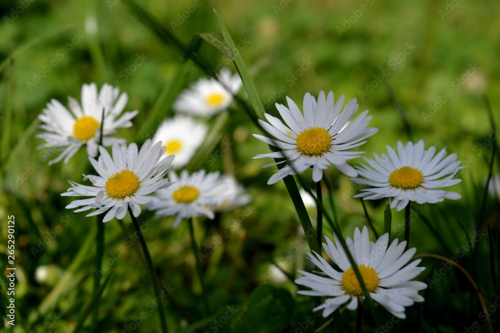 white flowers in the grass white flowers in the grass