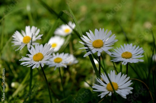 white flowers in the grass