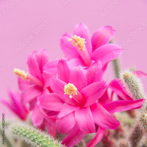 aporocactus flagelliformis pink flowers   with space for text