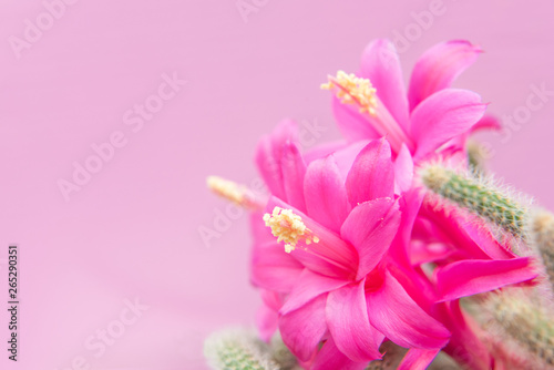 aporocactus flagelliformis pink flowers, with space for text
