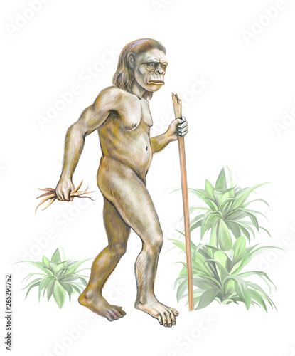 australopithecus photo