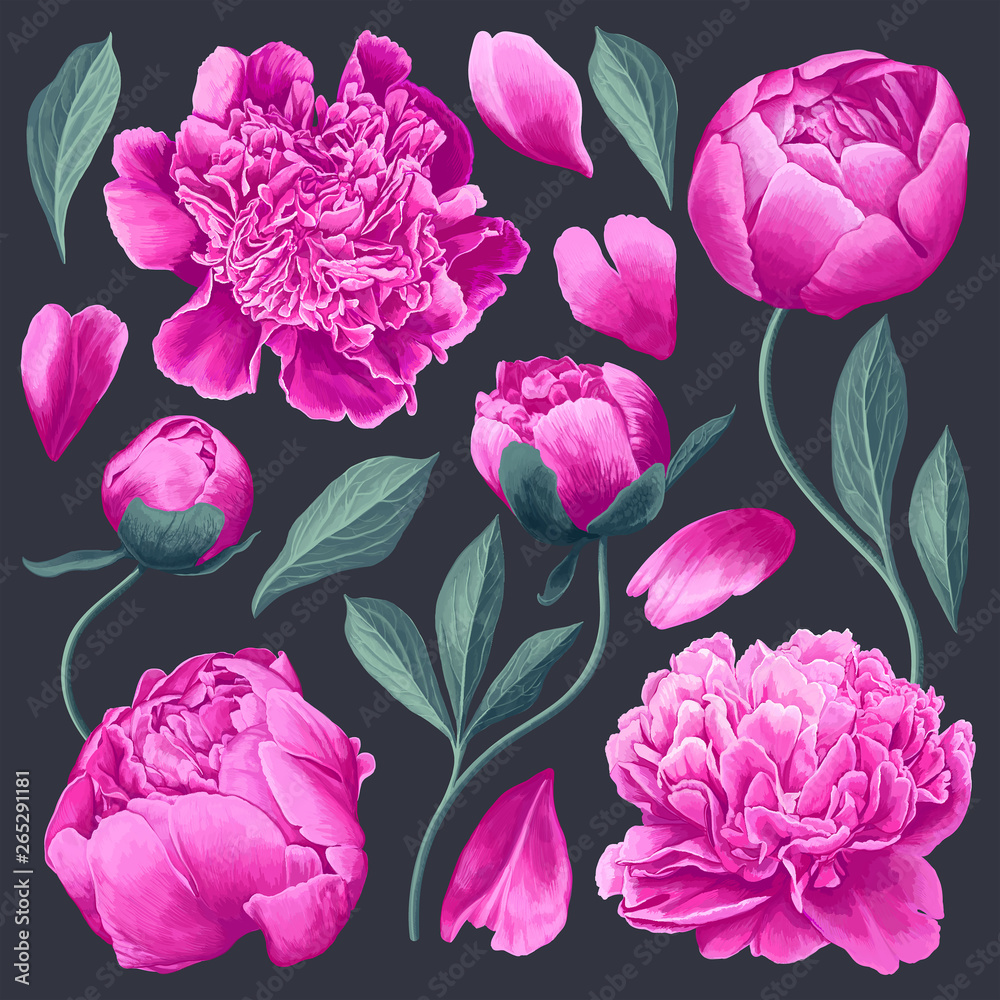 Set of floral elements with pink peonies flowers and leaves. Hand drawn ...