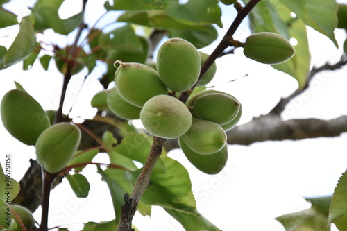 Apricot tree with unripe fruits