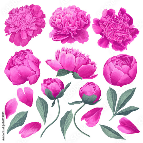 Set of floral elements with pink peonies flowers and leaves. Hand drawn, vector botanical flora for decoration, wedding invitation, patterns, wallpapers, fabric, wrapping paper. Realistic style.