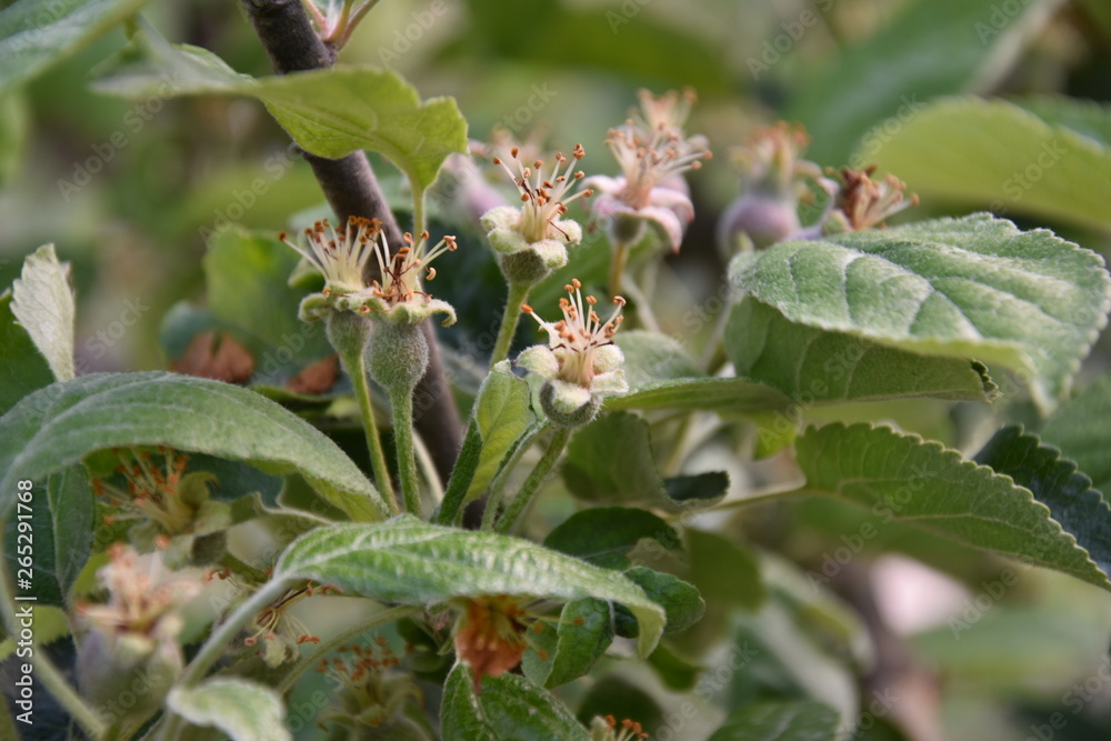Fototapeta premium Apple tree with un ripe fruits