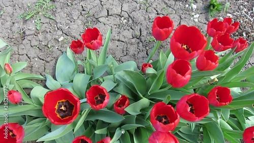 bouquet of red tulips