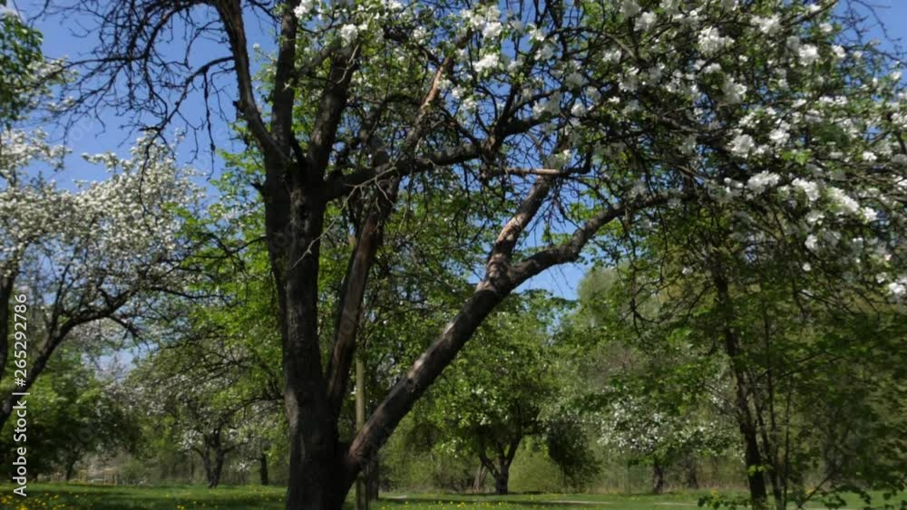 orchard with blooming trees on a sunny day orchard with blooming trees on a sunny day