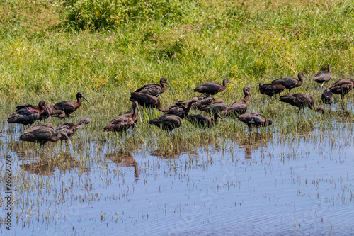 Glossy ibis (plegadis falcinellus) in Donana National Park, Andalusia, Spain