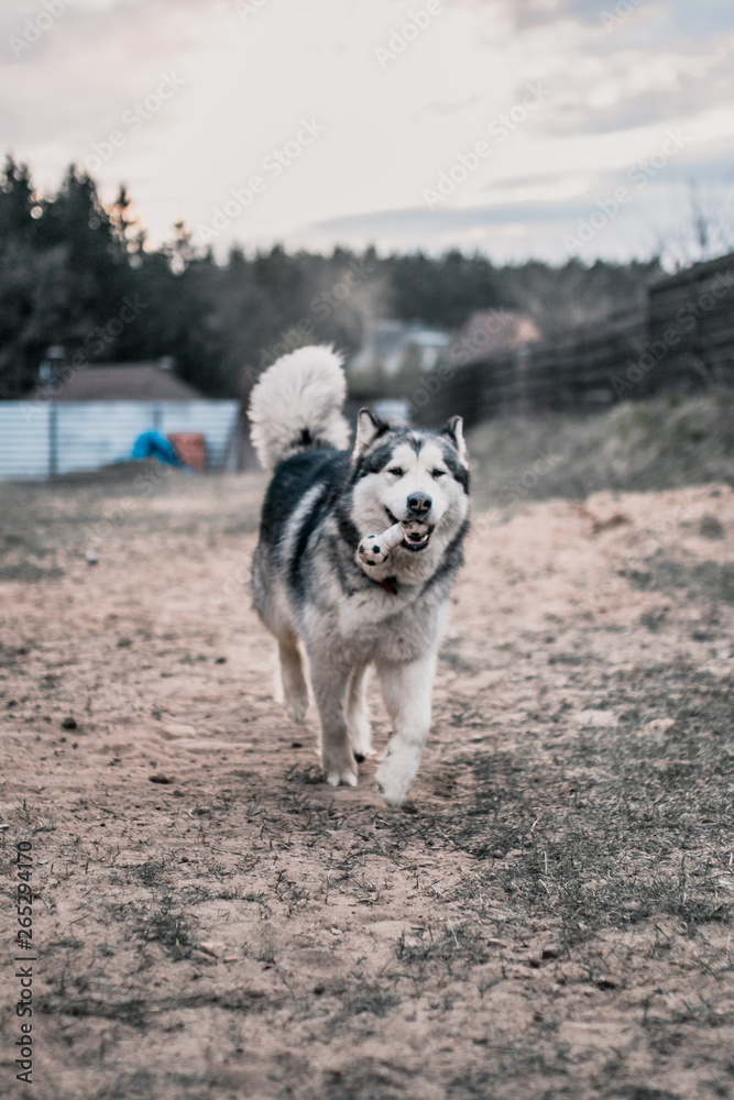 Close-up of an Alaskan Malamute dog face muzzle - the dog performs an aport command and carries a toy to the owner - cynology and training