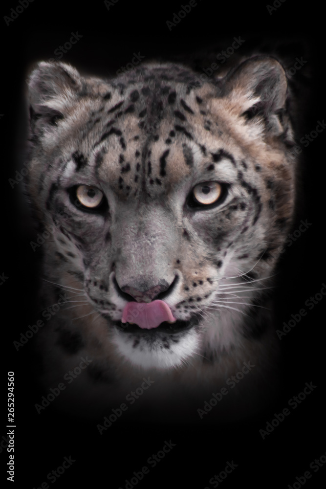 Obraz premium Strict face of the snow leopard, close-up. Isolated on black background.