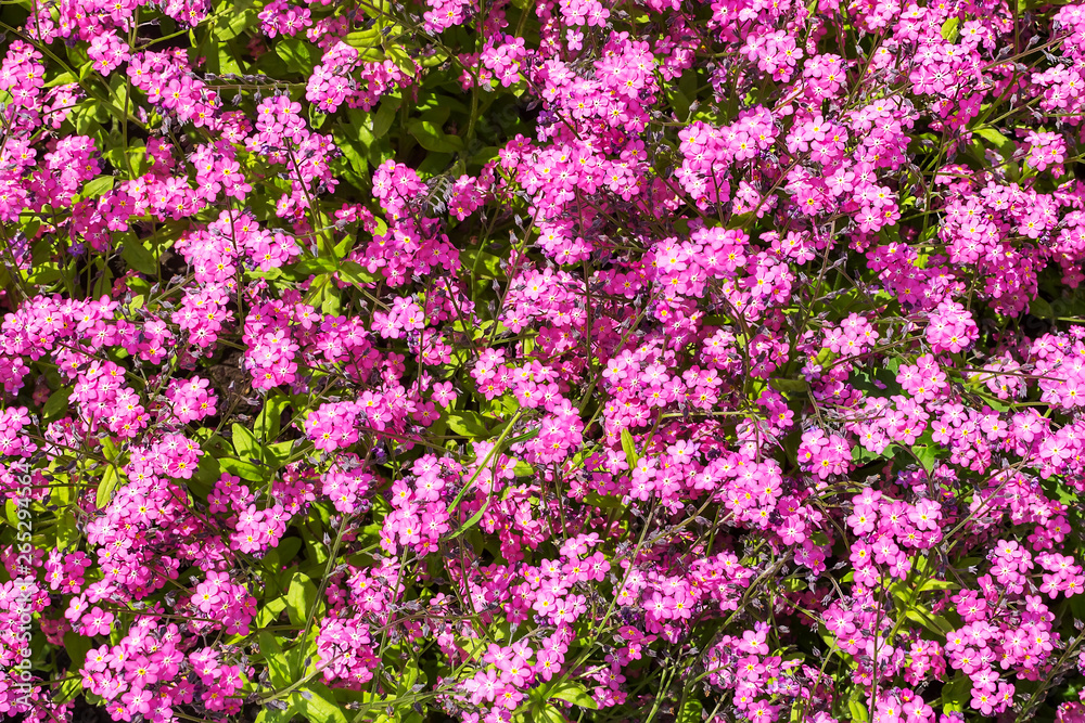 Close-up of Myosotis, herb flowerbed plant, blooming with small purple or pink flowers on a sunny day. Flowers with purple petals for garden decoration. Close-up of Myosotis, herb flowerbed plant, blooming with small purple or pink flowers on a sunny day. Flowers with purple petals for garden decoration.