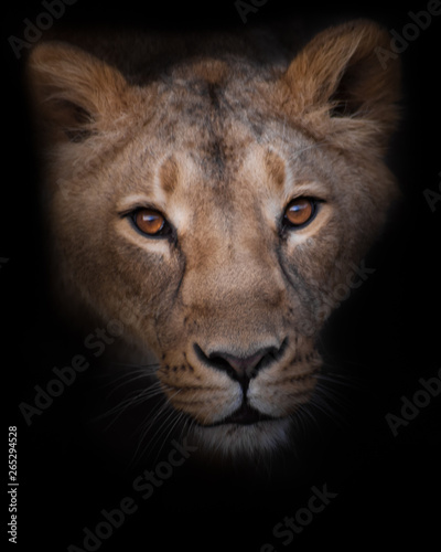 The lioness looks at you, the face of the Livitz and the look. Isolated on black background. © Mikhail Semenov