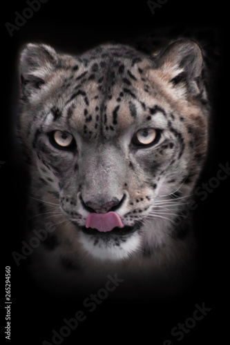 Strict face of the snow leopard  close-up. Isolated on black background.
