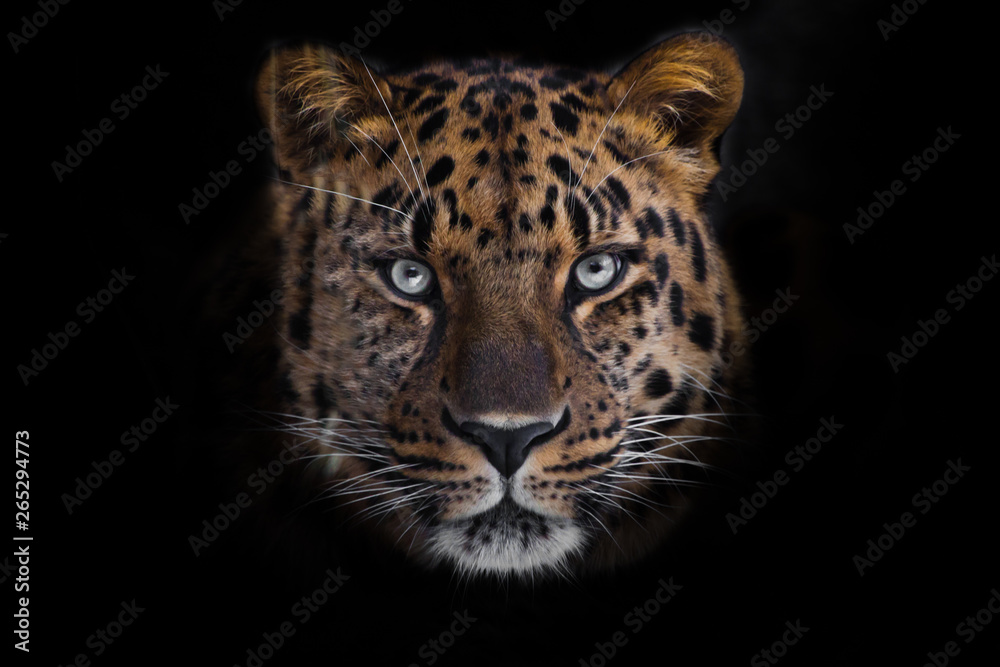Fototapeta premium look brutal, lying Amur leopard, powerful motley big cat looks straight through the eyes of a predator. Isolated on black background.