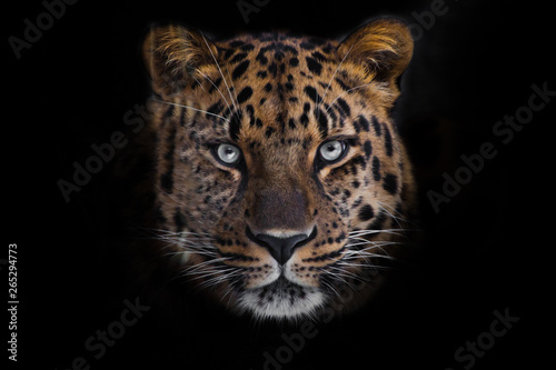 look brutal, lying Amur leopard, powerful motley big cat looks straight through the eyes of a predator. Isolated on black background.