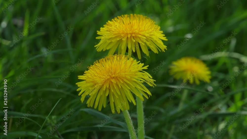  two dandelions in a grass field