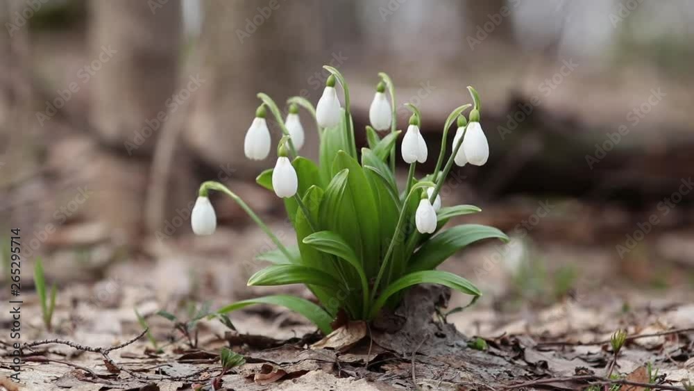 White blooming snowdrop folded or Galanthus plicatus in the forest background. Wind, light breeze, сloudy spring day, dolly shot, close up, shallow depts of the field, slow motion video White blooming snowdrop folded or Galanthus plicatus in the forest background. Wind, light breeze, сloudy spring day, dolly shot, close up, shallow depts of the field, slow motion video