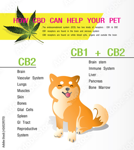 how bcd can help your pet receptors cb1 and cb2