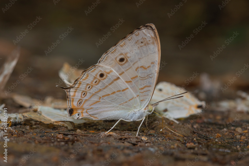 Obraz premium Close up butterfly eating salt lick