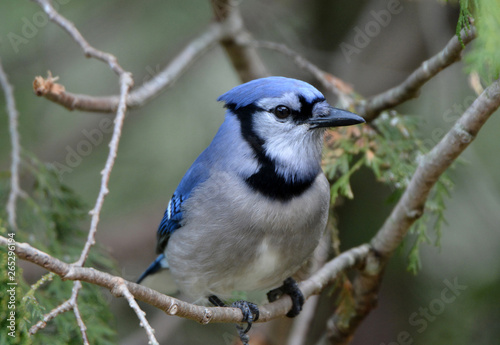 Blue Jay in cedar tree © Carol Hamilton