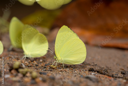 Close up yellow butterfly eating salt lick