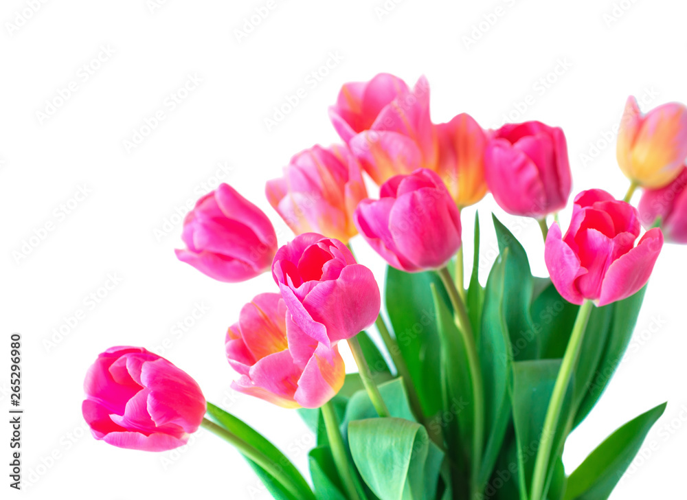 Pink tulip on white background. Pink tulip on white background.