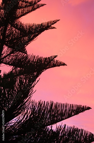 Silhouette of black Norfolk Pine Tree (Araucaria heterophylla) crown contrasting with pink and red burning sky during sunset in New Zealand photo