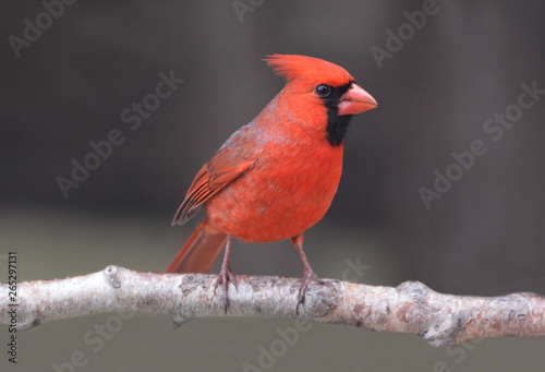 Northern Cardinal  © Carol Hamilton