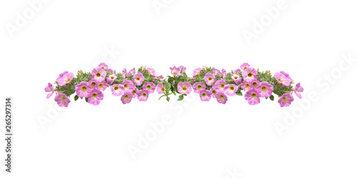 Pink petunia flowers string margin element isolated