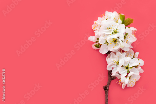 Fototapeta Naklejka Na Ścianę i Meble -  Spring flowers. White cherry flowers on a red background. Spring background, copy space, flat lay.