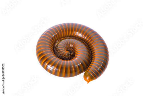 Millipede an isolated on white background