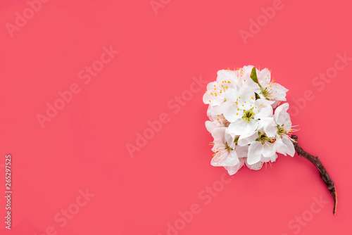 Fototapeta Naklejka Na Ścianę i Meble -  Spring flowers. White cherry flowers on a red background. Spring background, copy space, flat lay.