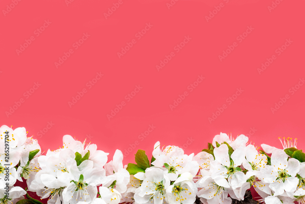 Spring flowers. White cherry flowers on a red background. Spring background, copy space, flat lay. Spring flowers. White cherry flowers on a red background. Spring background, copy space, flat lay.