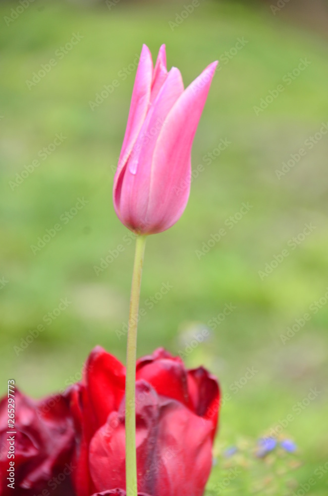 red tulip