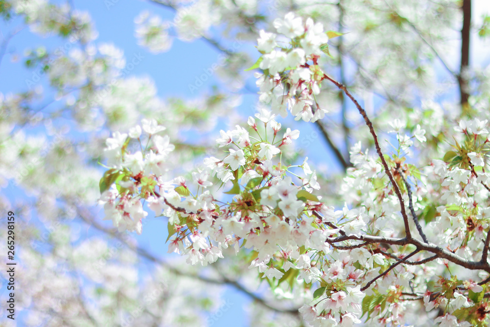White Sakura, cherry blossoms bloom in the sky in Japan