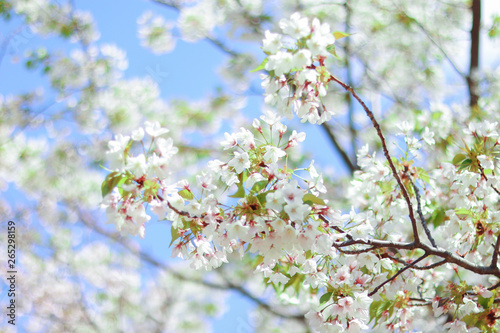 White Sakura  cherry blossoms bloom in the sky in Japan