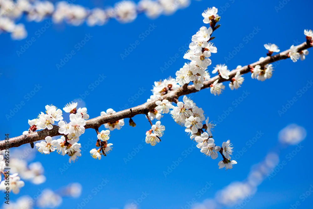 Apple trees flowers. Flowering tree and blue sky. Fresh spring apple tree branches with flowers. Cherries on a blurred background of nature. Spring background with bokeh Apple trees flowers. Flowering tree and blue sky. Fresh spring apple tree branches with flowers. Cherries on a blurred background of nature. Spring background with bokeh