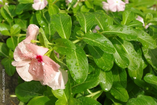 雨上がりの花