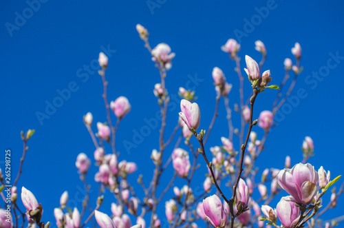 Blooming Magnolia tree in spring