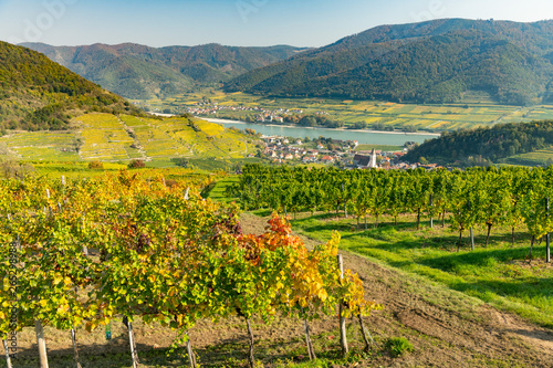 Colorful vineyards near Spitz an der Donau in autumn  blue sky