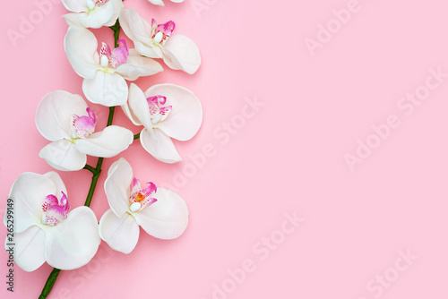 Orchid flower on a pink background, space for a text, flat lay. Top view